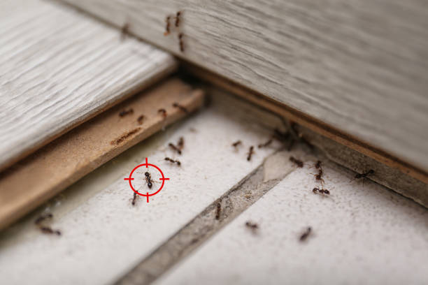 Trusted Brownsboro, TX Pest Control Experts